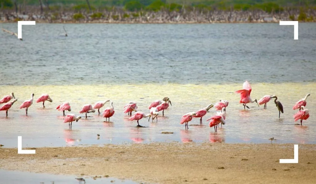 Birdwatching at Punta Sur - Best Things to Do in Cozumel for Budget Travelers