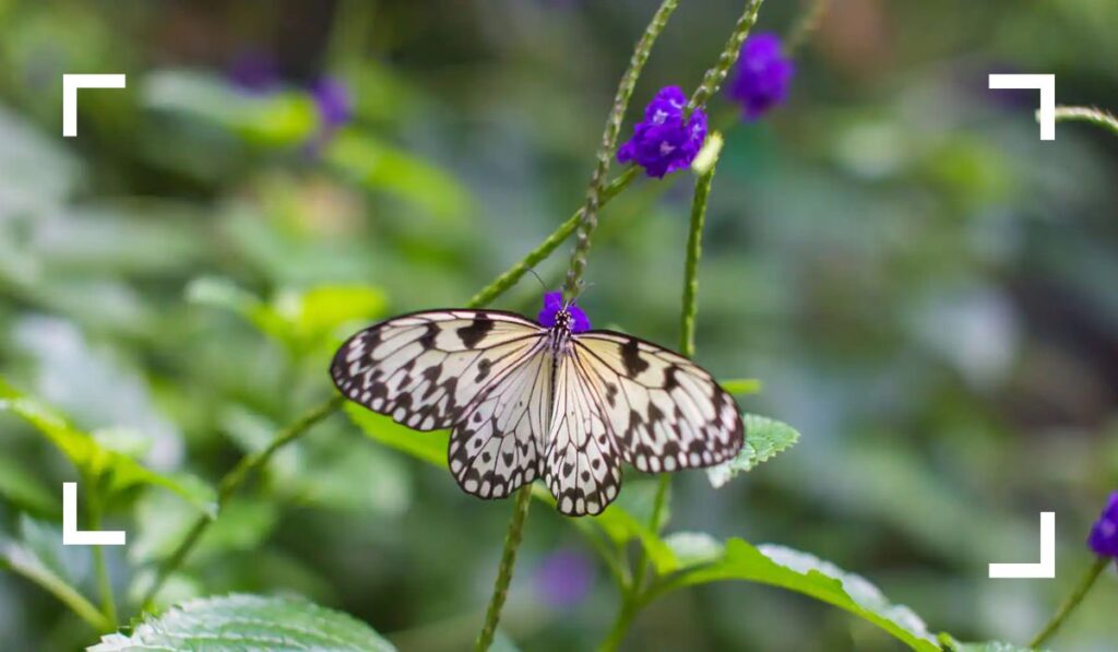 Butterfly Garden in Cozumel Family Friendly Things to Do
