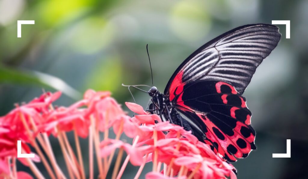 Butterfly Sanctuary - Best Things to Do in Cozumel for wildlife encounter