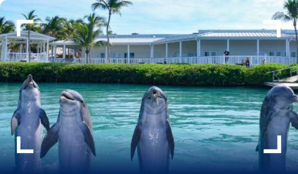 Cozumel Dolphin Sanctuary