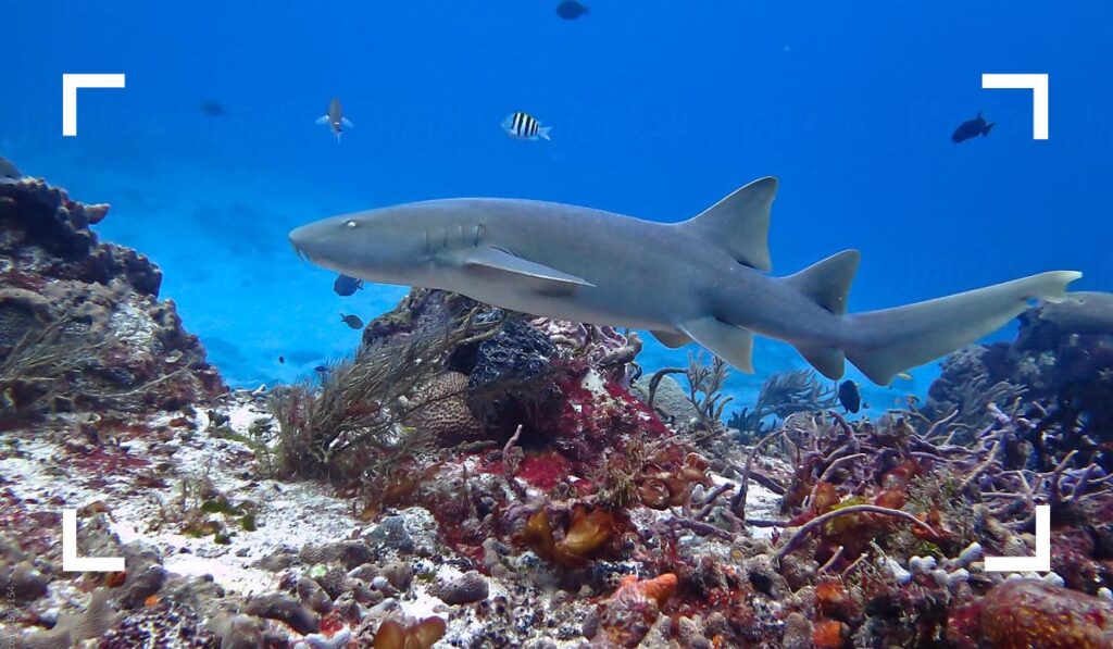 Cozumel Reefs National Marine Park - Best Things to Do in Cozumel for wildlife encounter