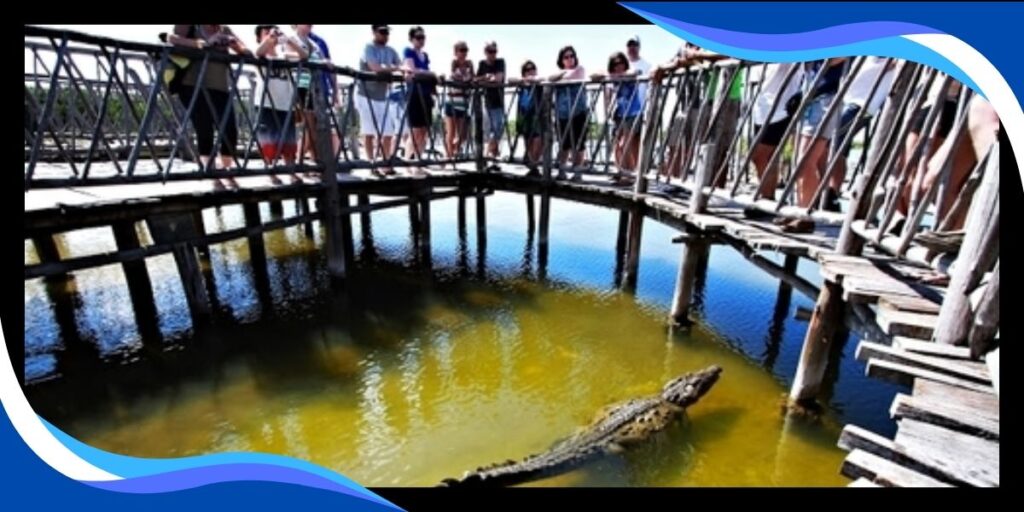 Crocodile Encounter in Punta Sur Eco Beach Park
