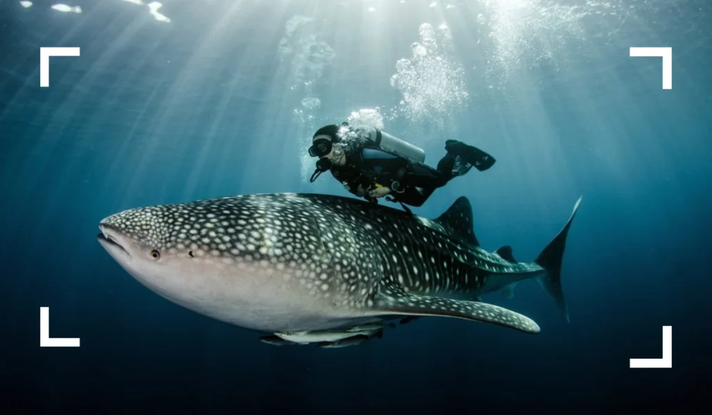 Dive with Whale Sharks things to do in cozumel