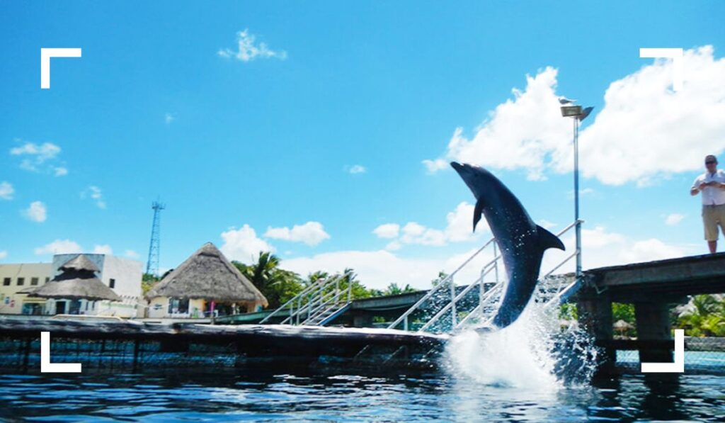 Dolphin Discovery - Best Things to Do in Cozumel for wildlife encounter