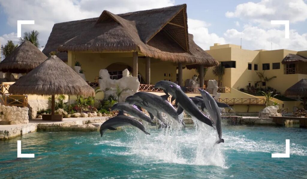 Dolphin Encounter Cozumel Expectations and Experience