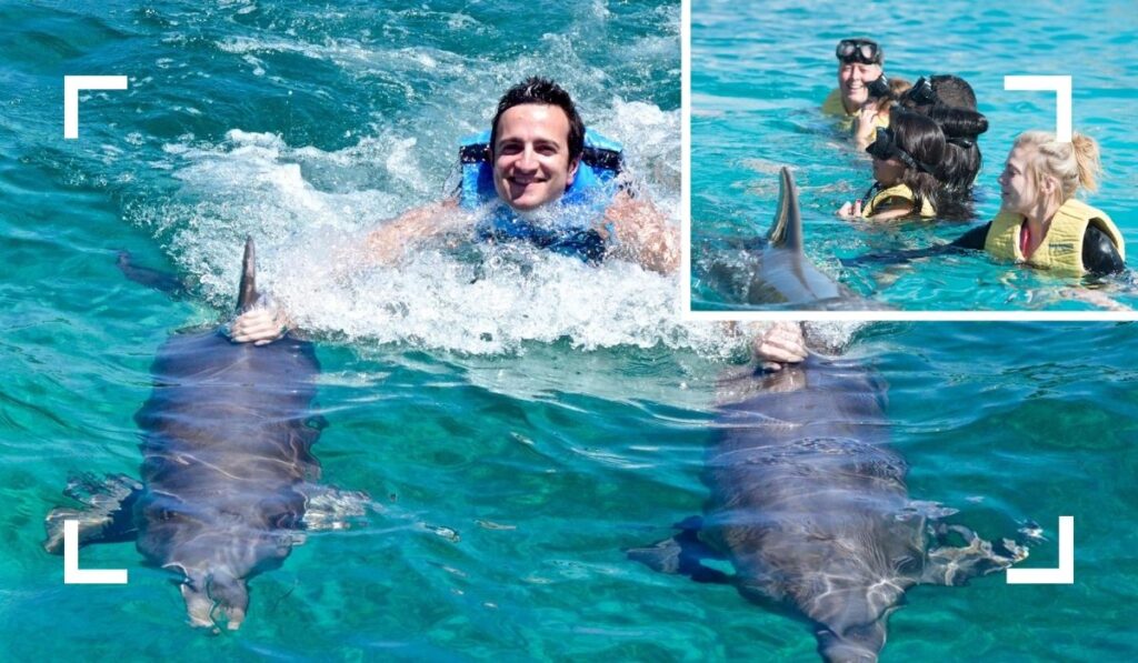 Dolphin Encounters - Best Things to Do in Cozumel for Water Sports Lovers