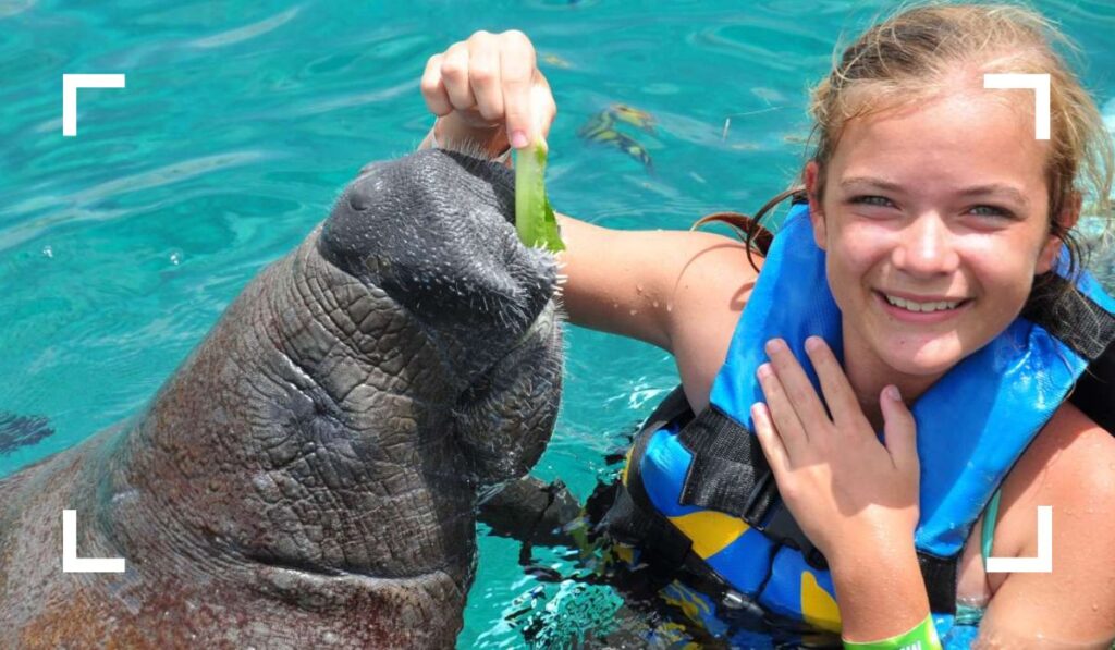 Manatees at Chankanaab Beach Adventure Park - Best Things to Do in Cozumel for wildlife encounter