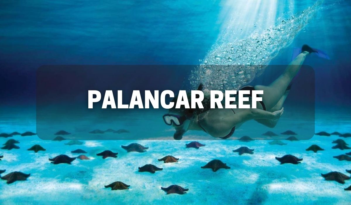 Palancar Reef Cozumel