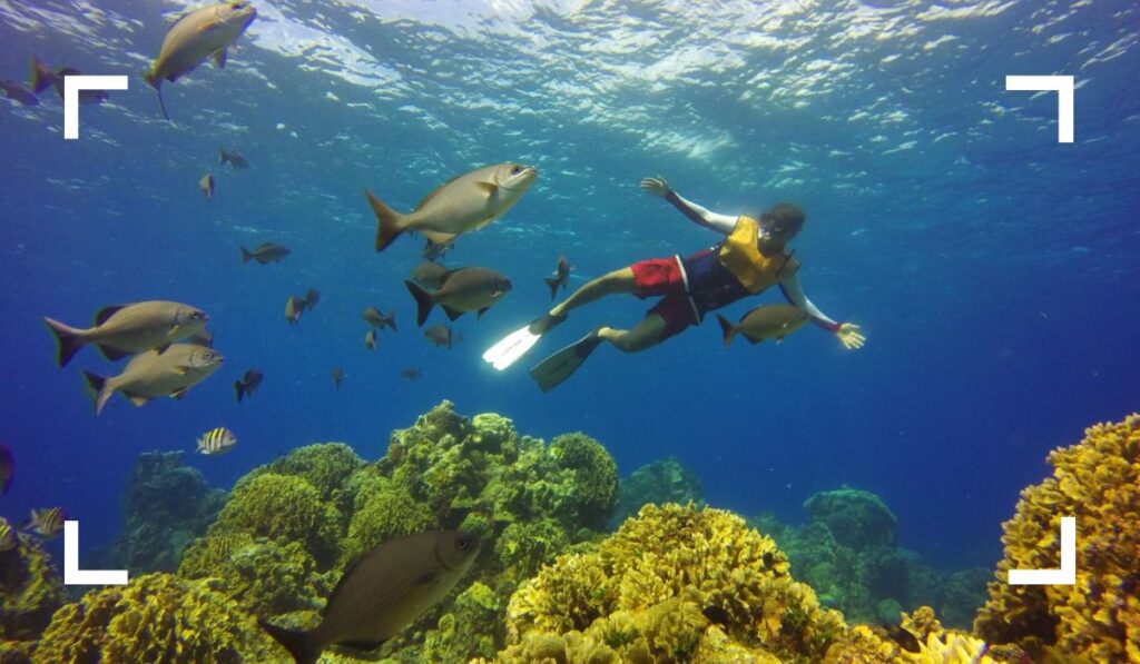 Reef Snorkeling - Best Things to Do in Cozumel for wildlife encounter