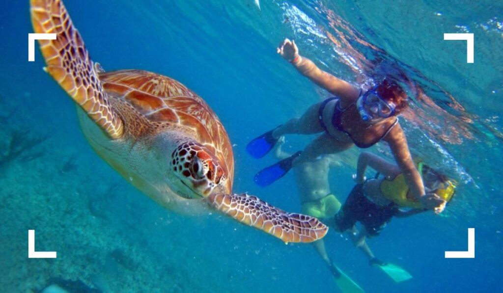 Snorkel with Sea Turtles - Best Things to Do in Cozumel for wildlife encounter