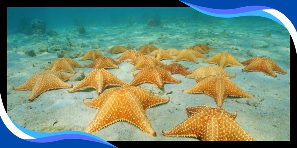 Starfish Sanctuary Palancar Reef Cozumel