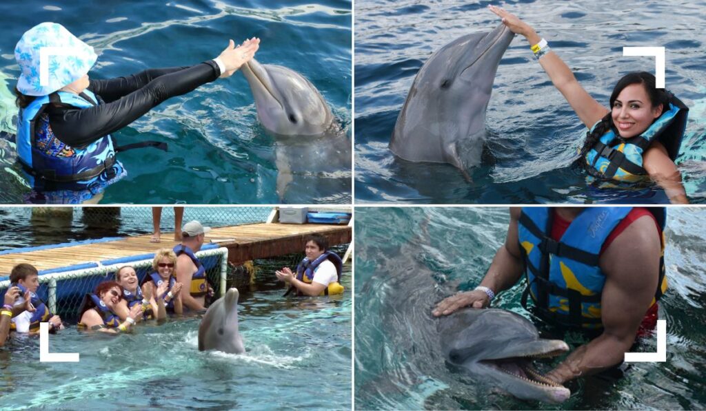 dolphin encounter in chankanaab beach adventure park cozumel