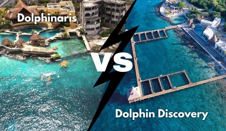 dolphinaris vs dolphin discovery cozumel