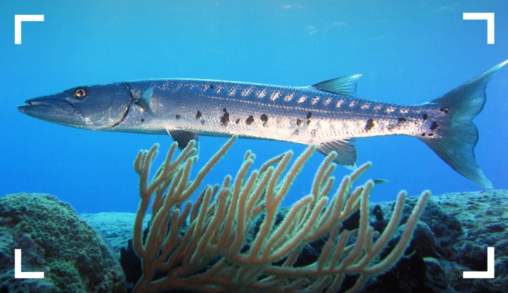 Barracuda fish