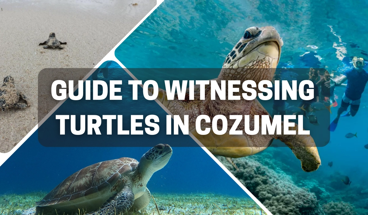 Best Time to See Turtles in Cozumel