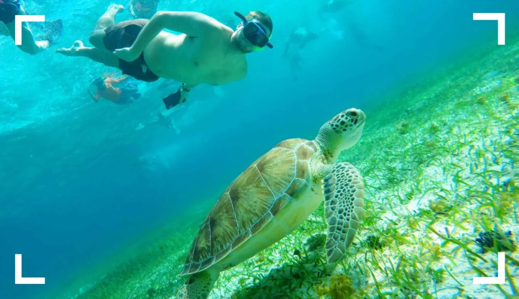 Best Time to See Turtles in Cozumel