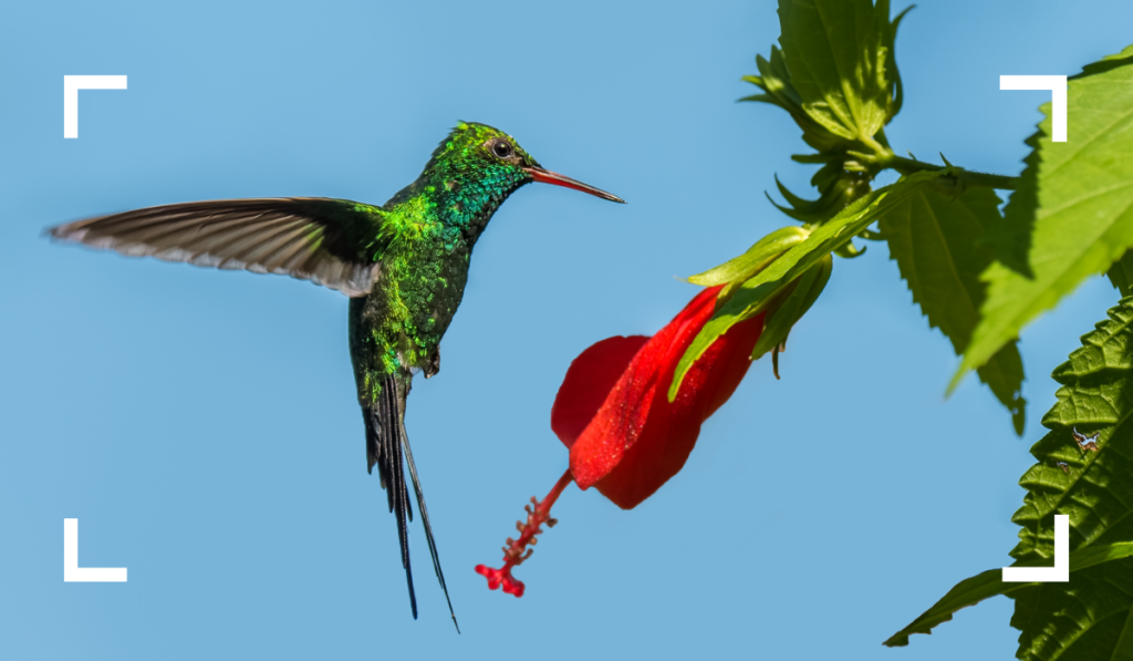 Cozumel Emerald Hummingbird