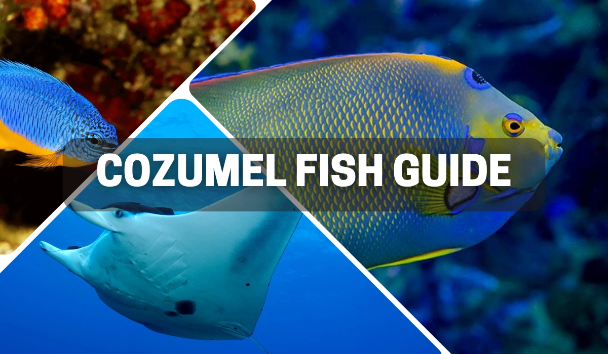 Cozumel Fish Guide