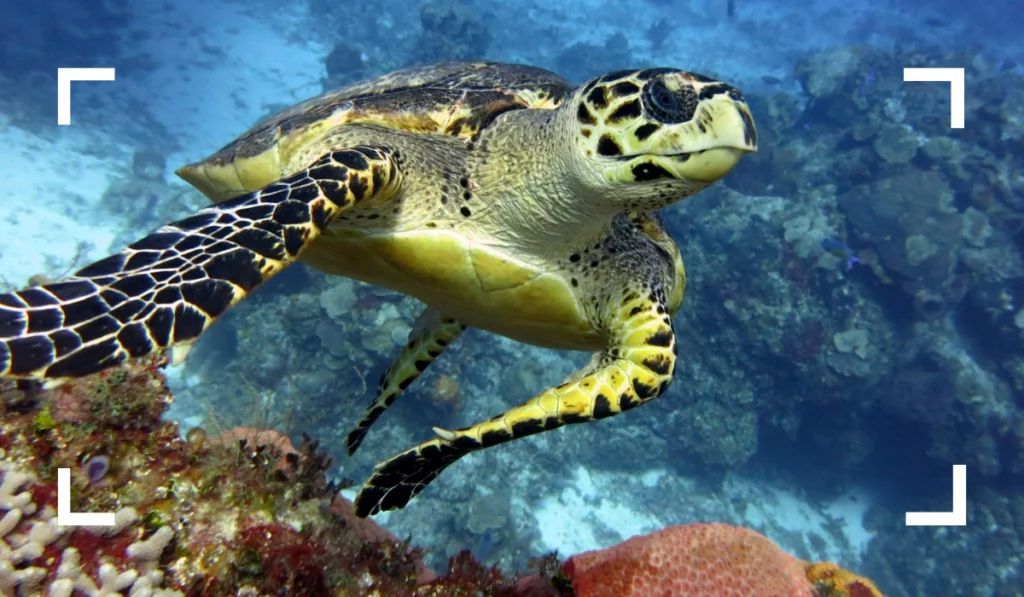 Cozumel Sea Turtles