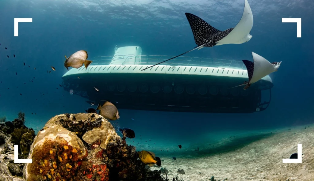 Marine Life Expect to See on the Atlantis Submarines Cozumel Tour
