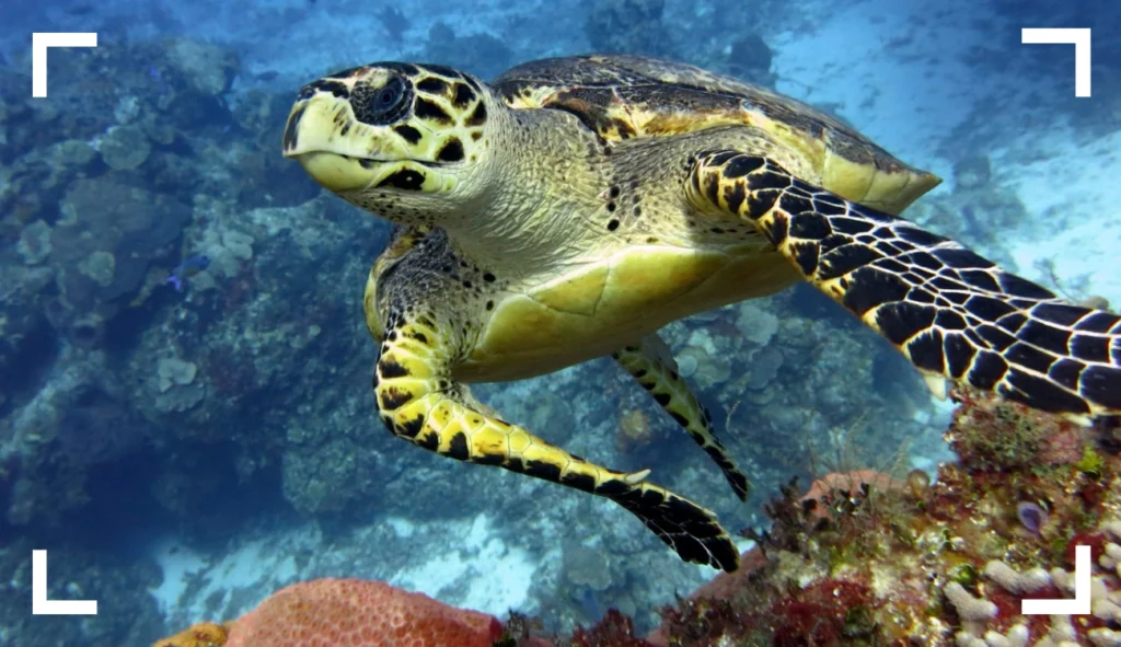 Places to See Turtles in Cozumel