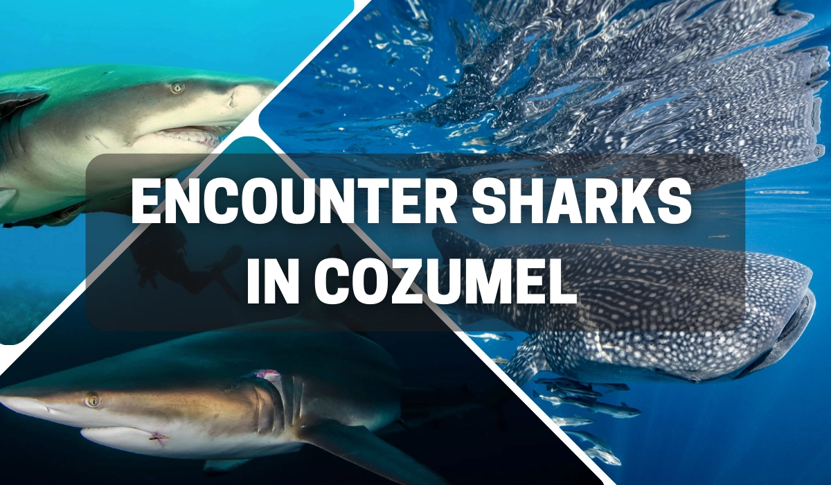 Sharks in Cozumel
