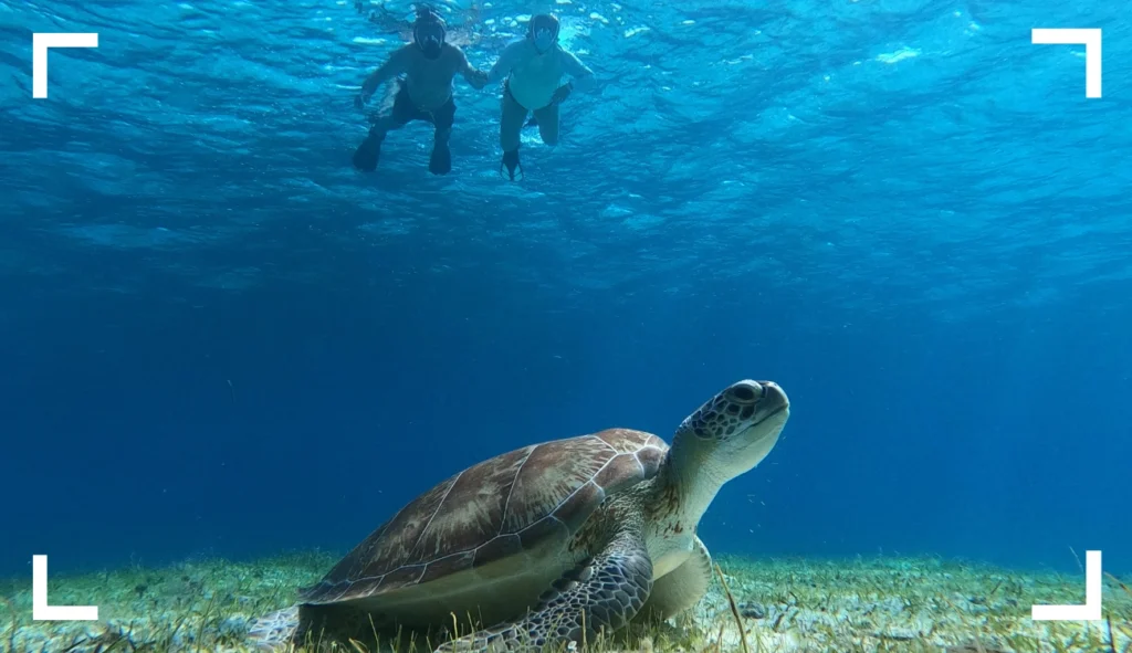 Swimming with Turtles in Cozumel