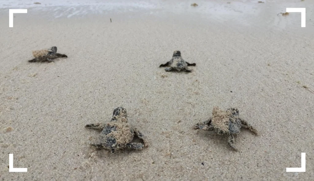 Turtle Nesting Sites in Cozumel