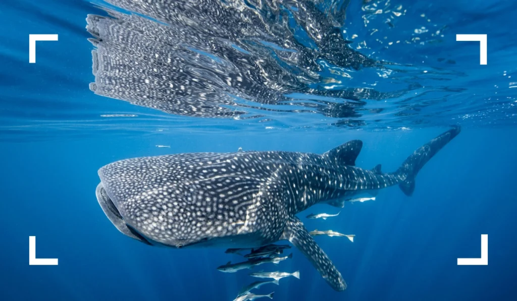 Whale Sharks in Cozumel