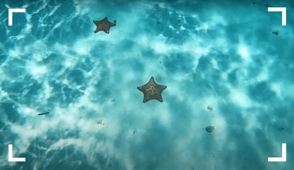 el cielo cozumel starfish