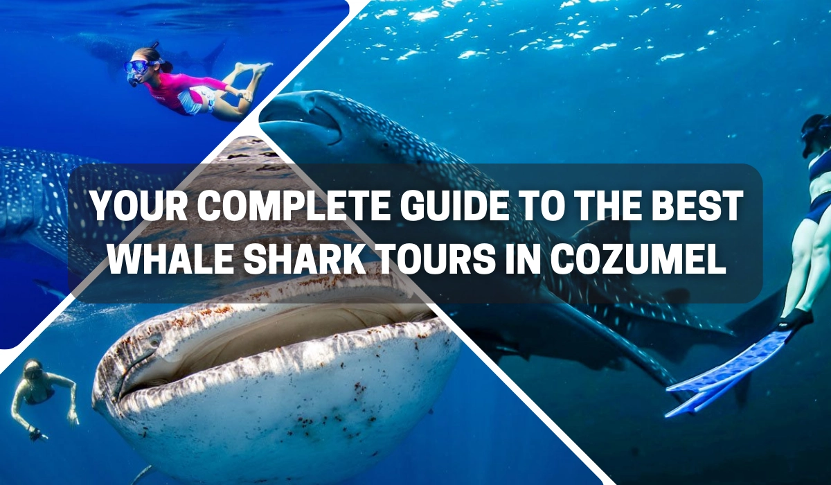 best whale shark tour cozumel