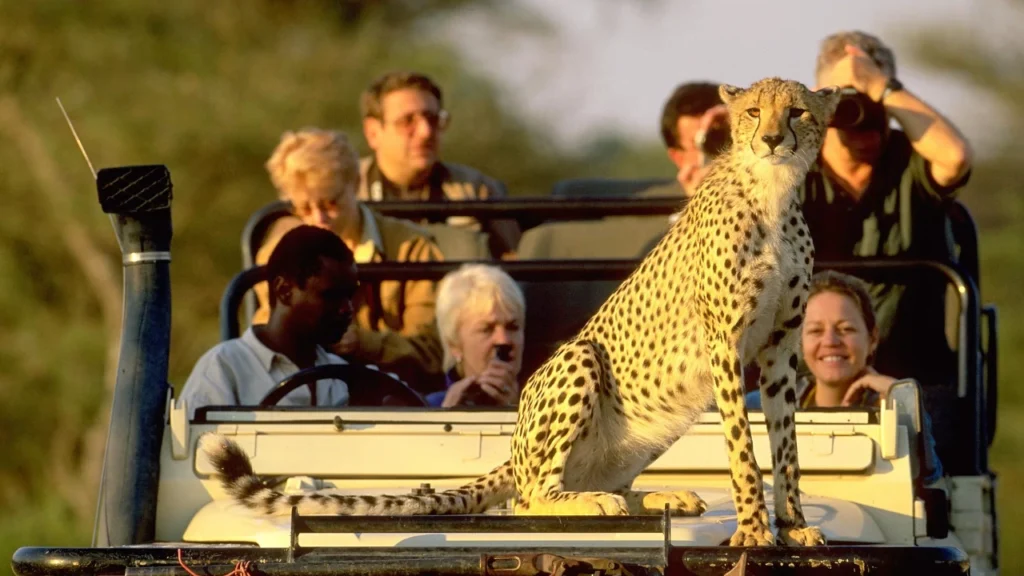 Wildlife Conservation Safaris in Kenya for Eco-Conscious Travel