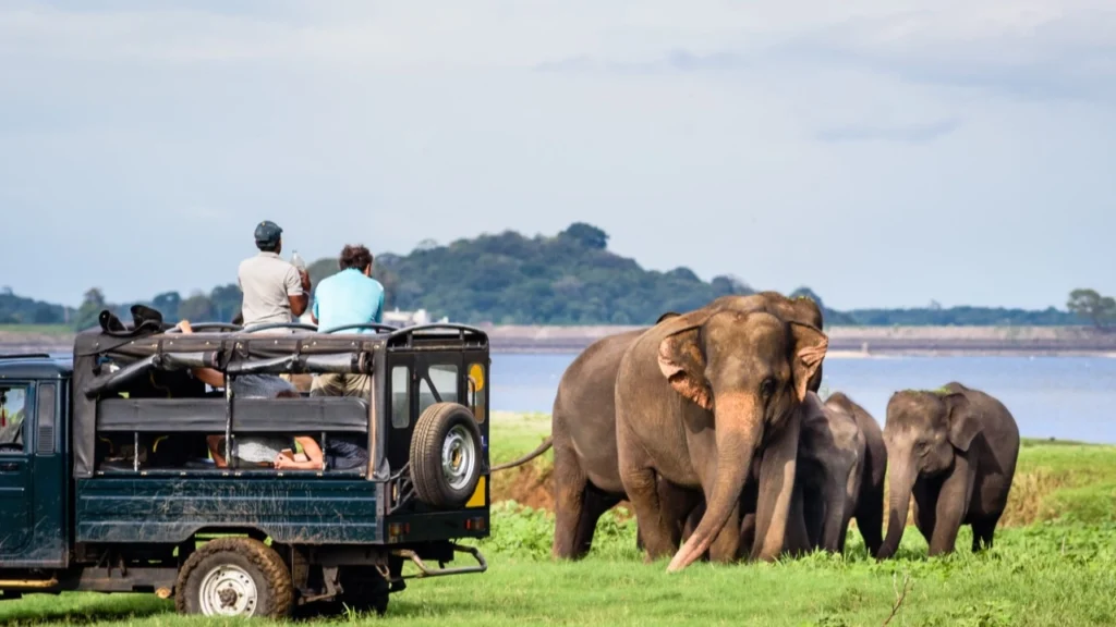 Wildlife Sanctuaries in Sri Lanka for Eco-Conscious Travel