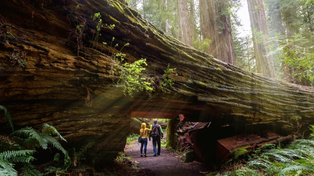 Outdoor Vacation with a Toddler in Redwood National Park, California – Stroller-Friendly Forest