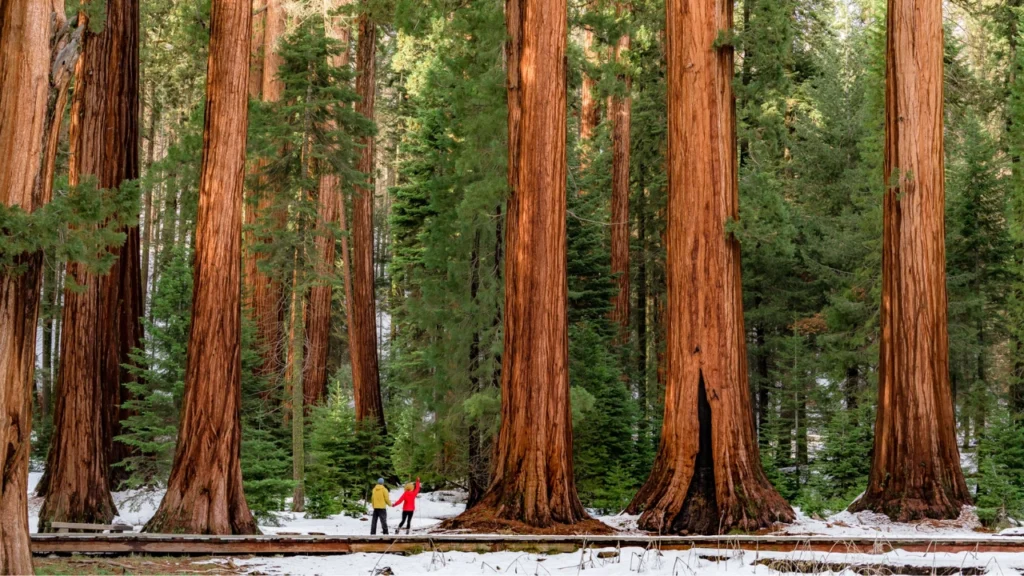 Outdoor Vacation with a Toddler in Sequoia & Kings Canyon, California – Giant Trees for Tiny Humans