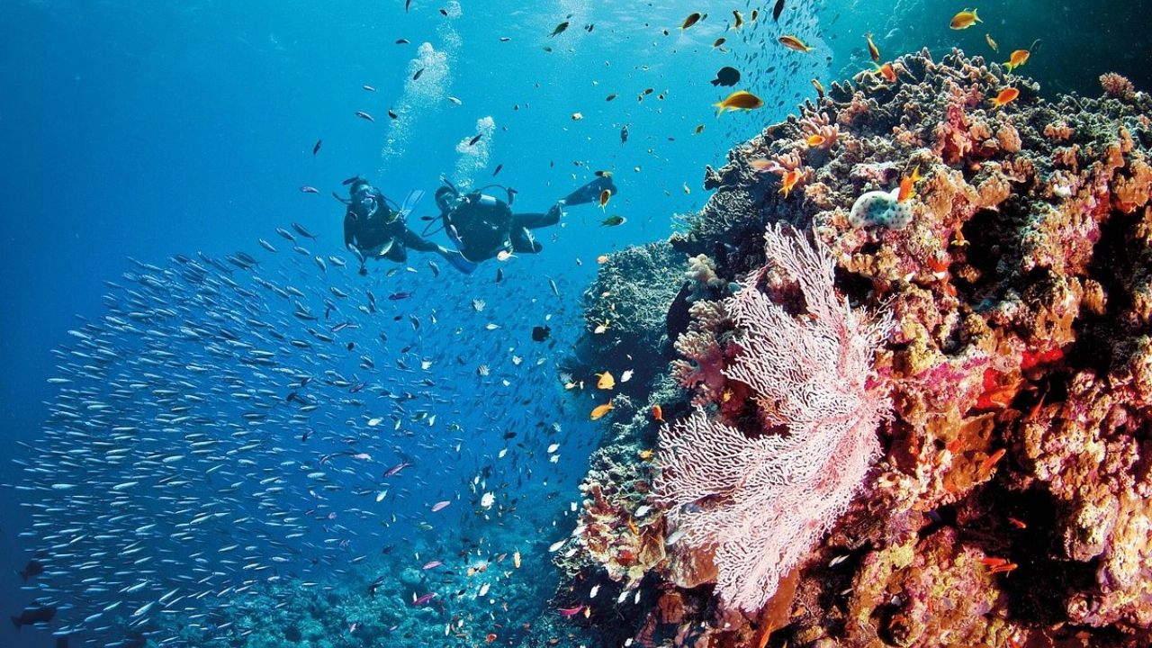 Summer Vacation in Great Barrier Reef – Diving & Snorkeling